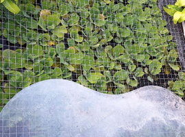 Garden Pond Plants x 8