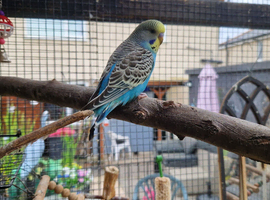 Budgies available 9 weeks old