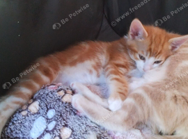 Kittens