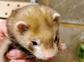 Ferret kits