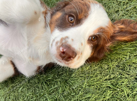 Cocker spaniel puppies