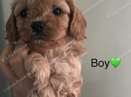 Beautiful Cockapoo Puppies Ready For New Homes