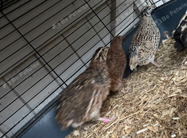 Trio of quails