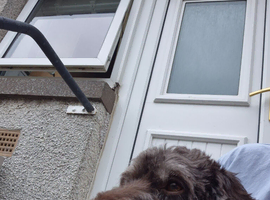 Cockapoo for sale