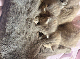 Beautiful little of Russian blue mixes