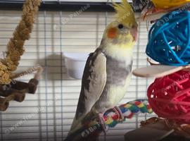 12 weeks old male cockatiel