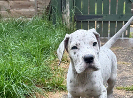 Beautiful Great Dane pups for sale ready in 2 weeks
