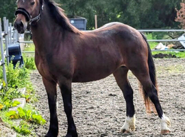 Stunning 2yr filly to make 14.2+