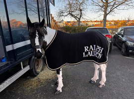 Perfect bombproof pony