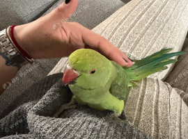 Indian ring neck