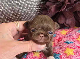 Gorgeous quality chocolate chihuahua longcoats