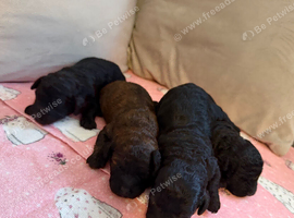 Shihpoo puppies for sale