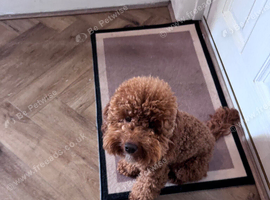 Toy poodle 19 months old