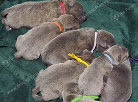 7 Beautiful Blue Staffies