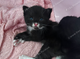 5 beautiful tuxedo kittens!