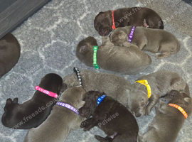 ️Beautiful Labrador Retriever Puppies &ndash; Silver & Chocolate