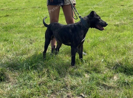Gunner