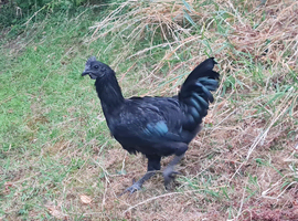 Ayam Cemani Cockerels