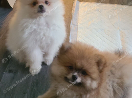 Pomeranian puppies ready now 1 male . 2 females