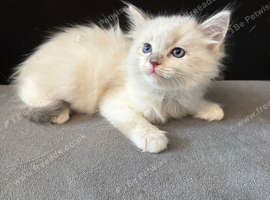 LAST GIRL.LAST boy Rare lilac bicolour ragdolls