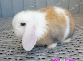 3 Baby mini lops