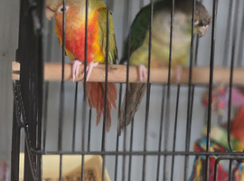 Pine green conures