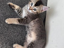 3 kittens Abyssinian mix
