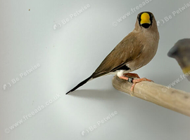 Mask finch