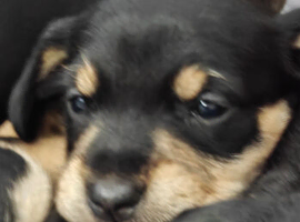 Schnauzer x Daschund F1 Schnoxies puppies