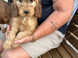 Cockapoo
