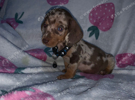 Kc Miniture dachshund puppy's