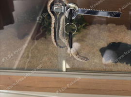 Hognose snake