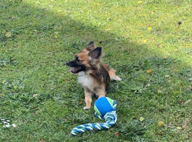 Pomchi for sale male