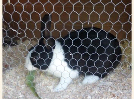 Dutch male rabbit