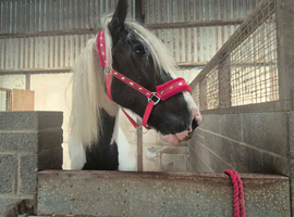 STUNNING  COB GELDING ,
