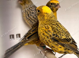Lizard canary