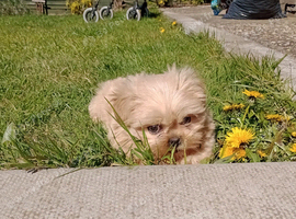 Shih tzu