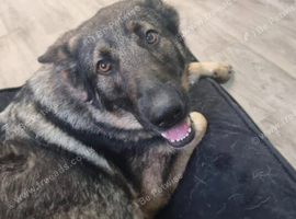 4 year old loyal beautiful girl