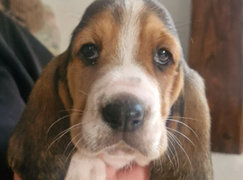 Blanket tri basset hound puppy