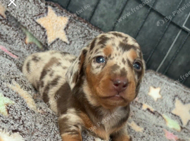 Miniature dachshund puppies