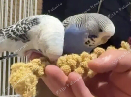 3 Exotic Reared & Tame Budgies
