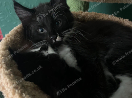 Maine Coon Kittens RTL:01.11