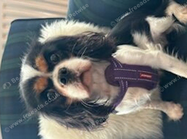 Kennel Club registered Tricolour Cavalier girl available to pet home only - 4 years old.