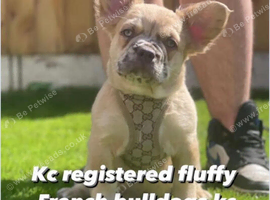 Fluffy frenchie male