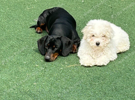 10 week old Bicshon Frise boy