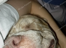 Rare coloured 1 year old bulldog pup