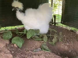 Bearded silkie hatching eggs