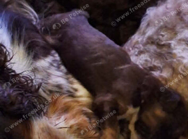 Stunning tri and chocolate with white F1 cockapoo puppies