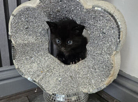 5 week old kittens