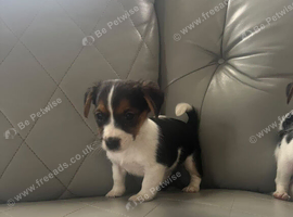 Adorable jack Russell puppies